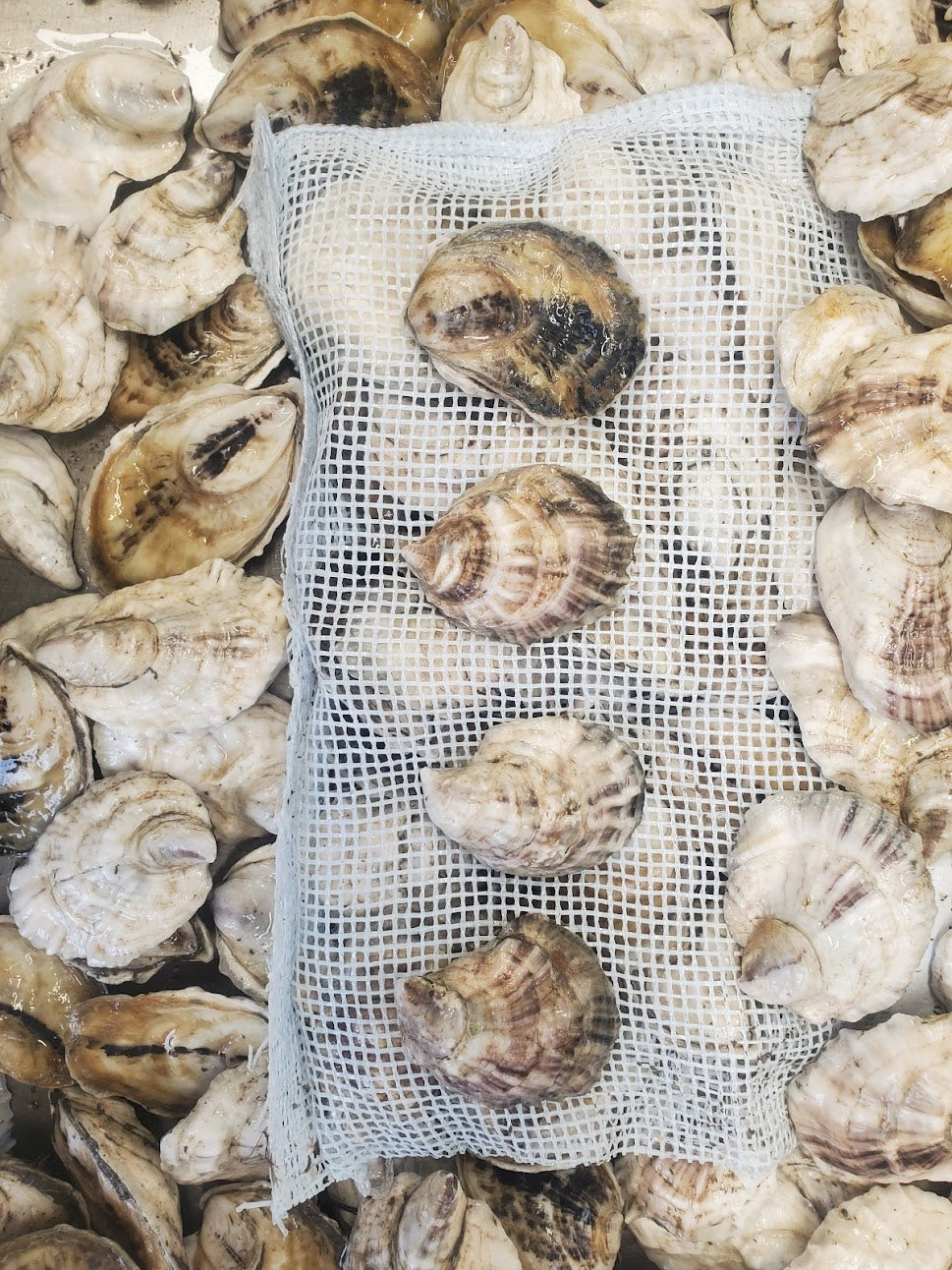 100 Petite Oysters