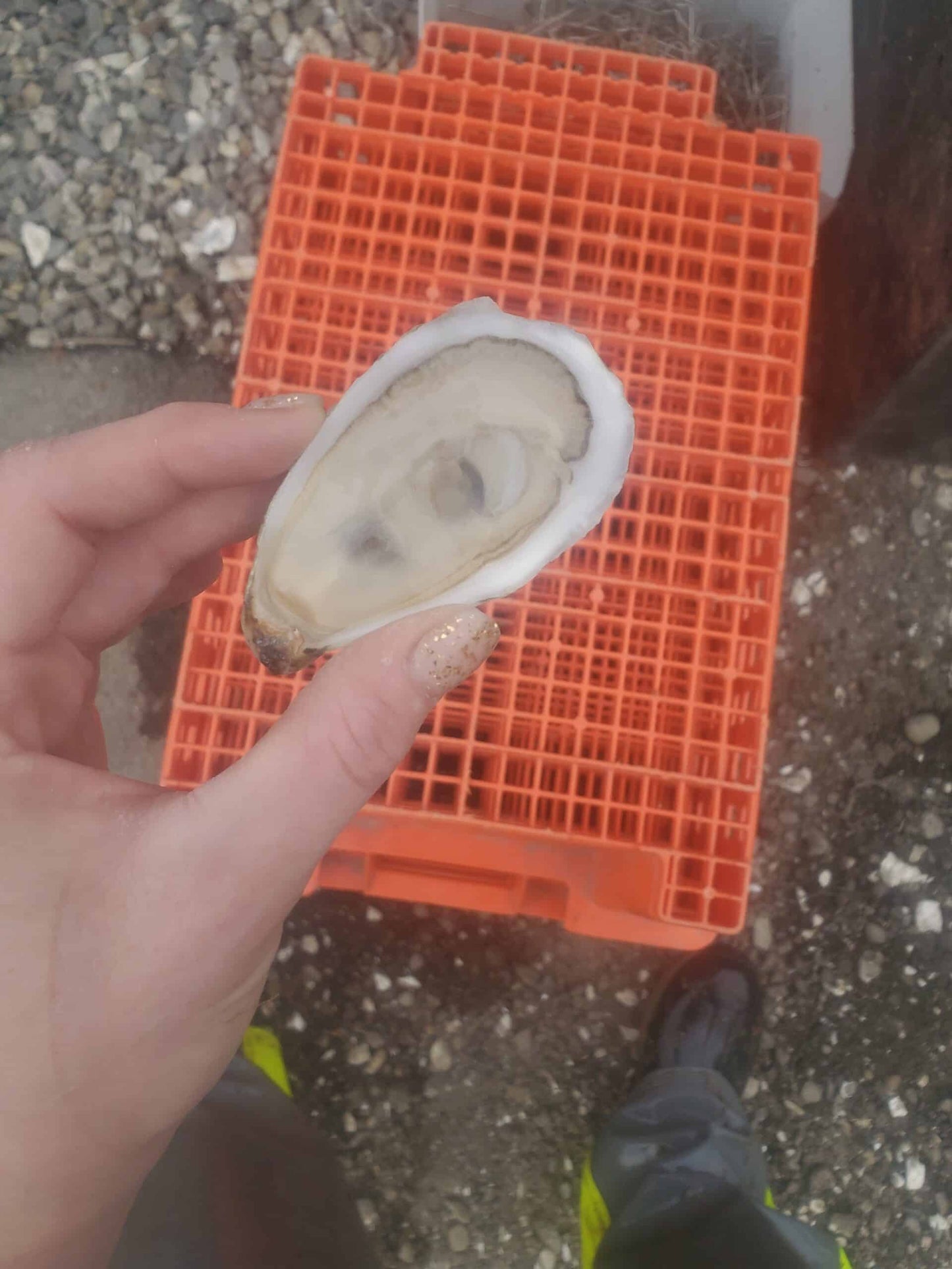 shucked oyster over crates