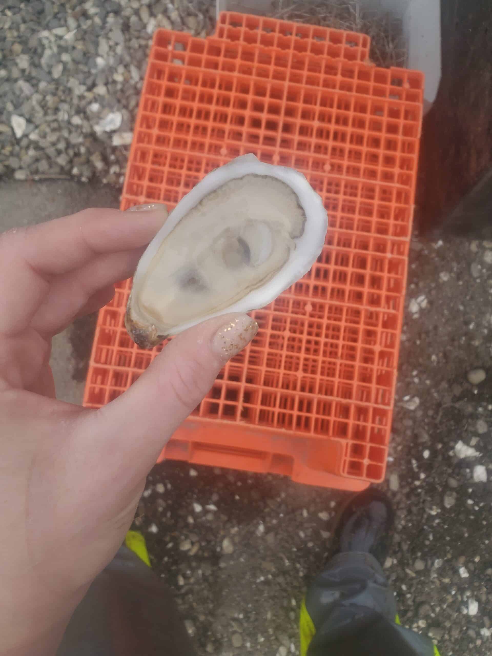 shucked oyster over crates