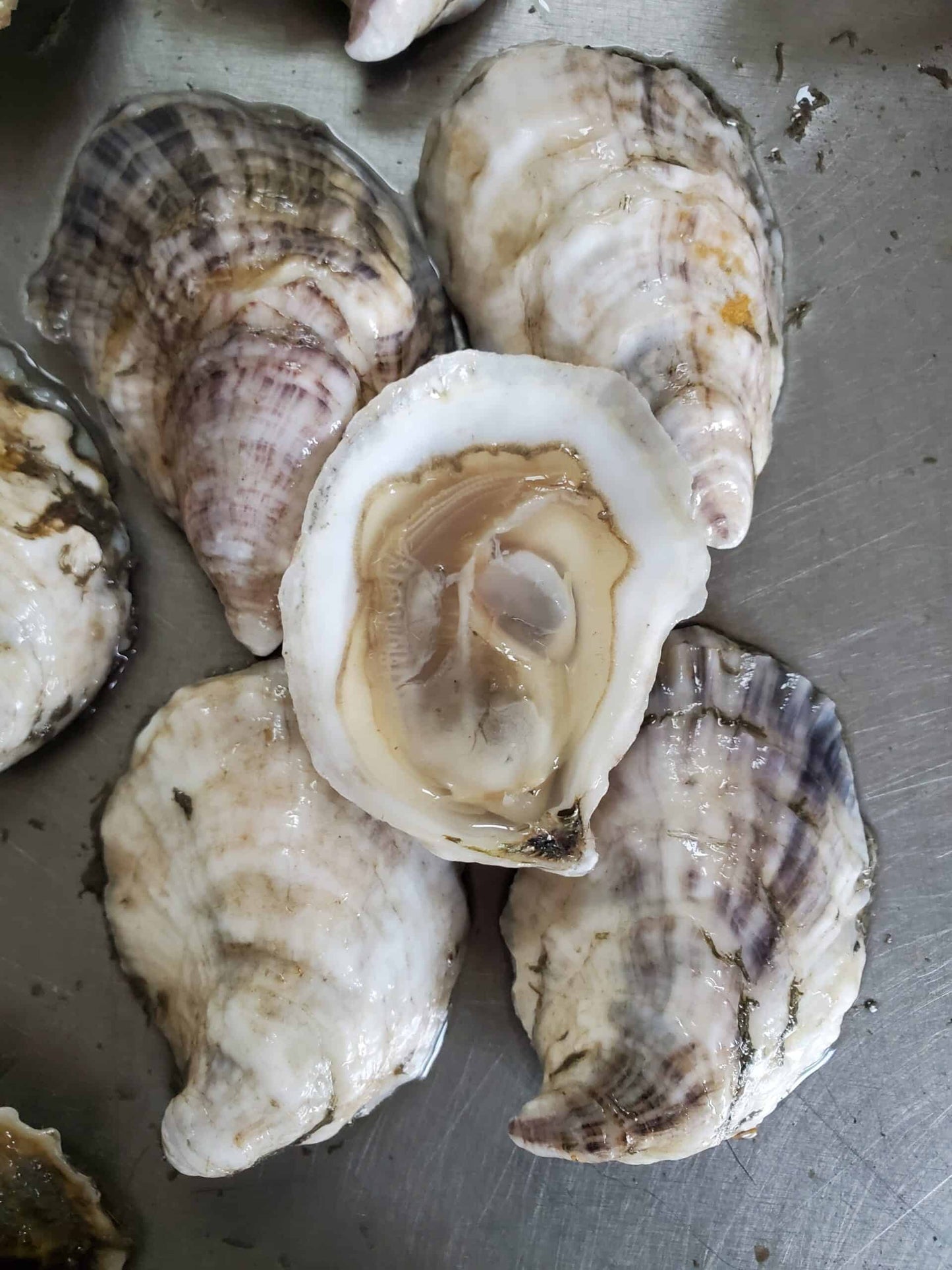 petite oyster