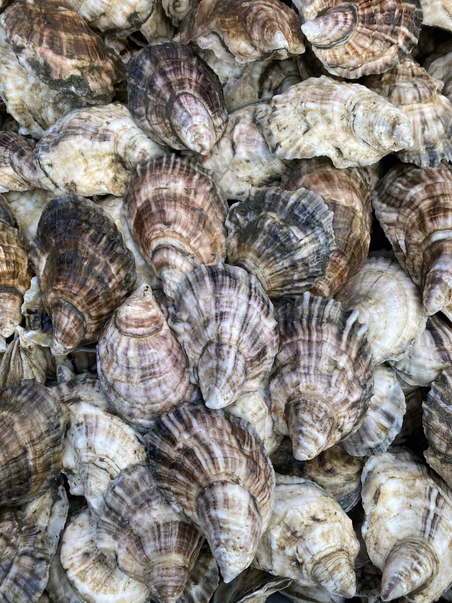 100 Cocktail Oysters
